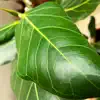 The Green Leaf - DNA - Single